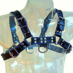 harnais en cuir bleu et noir poitrine bulldog