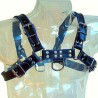harnais en cuir bleu et noir poitrine bulldog