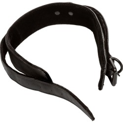 collier et laisse sans limites