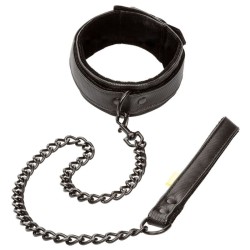 collier et laisse sans limites