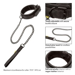 collier et laisse sans limites